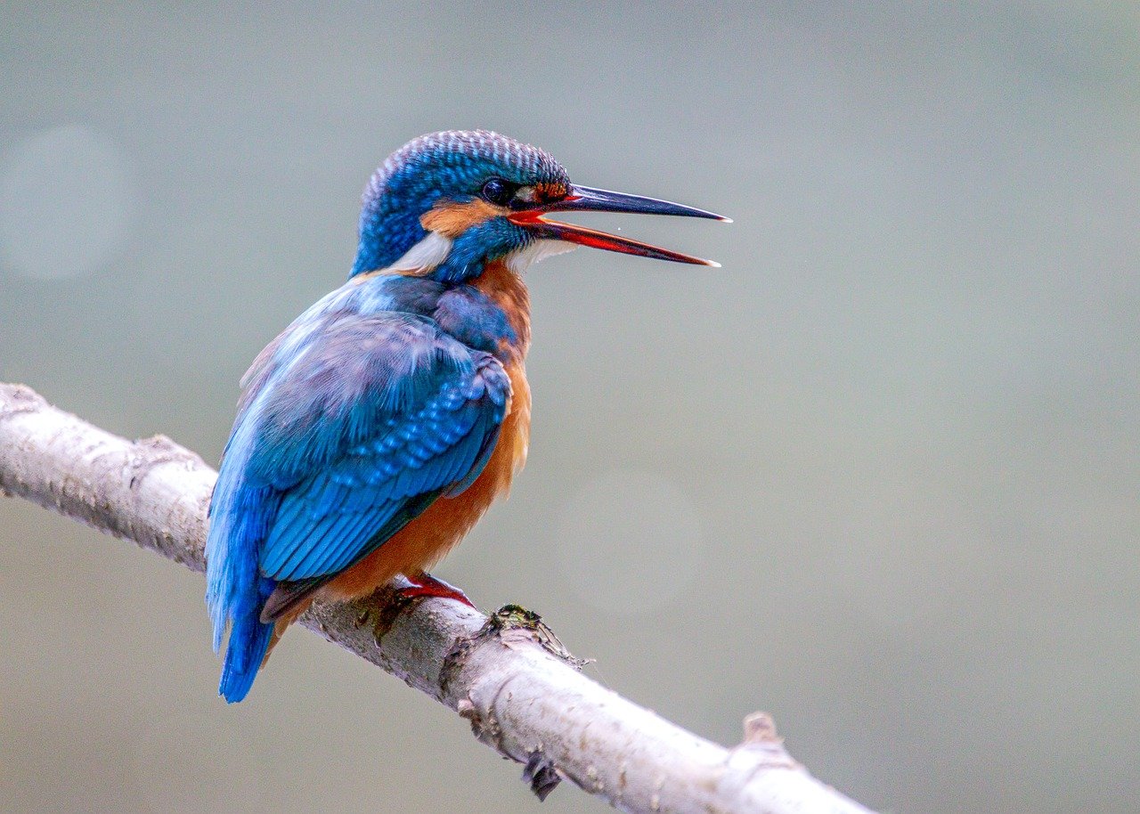 bird, kingfisher, ornithology-6607863.jpg